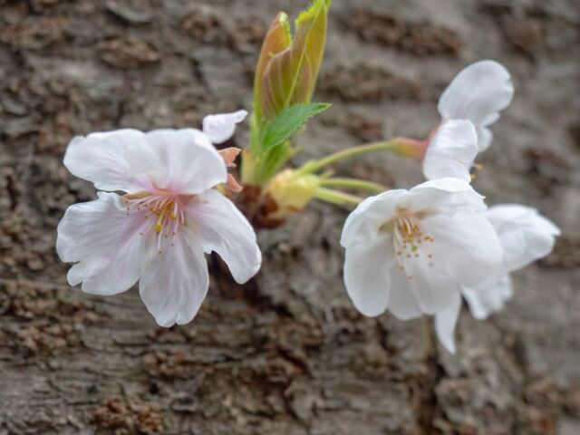 2025年の目黒川桜は満開→連続雨の後撮影してきました
This year, in 2025 I took photos of Sakura at Meguro-River, Tokyo, Japan. later on continuous rain days.

#japanesesakura #sakura #meguro #meguroriver #cherryblossom #tokyo #桜 #目黒川 #サクラ #2025 #東京