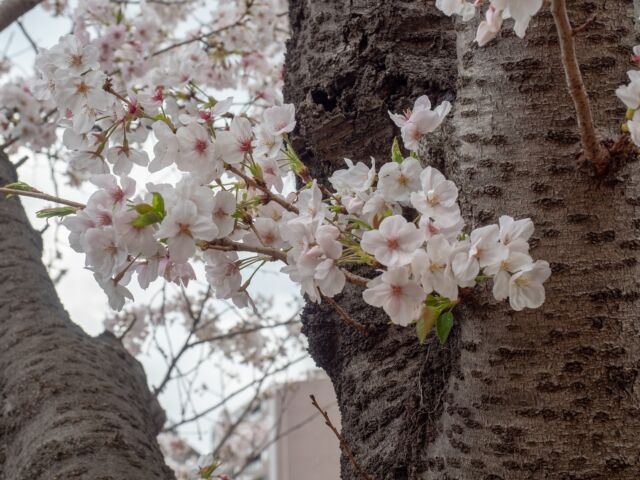 2025年の目黒川桜は満開→連続雨の後撮影してきました
This year, in 2025 I took photos of Sakura at Meguro-River, Tokyo, Japan. later on continuous rain days.

#japanesesakura #sakura #meguro #meguroriver #cherryblossom #tokyo #桜 #目黒川 #サクラ #2025 #東京