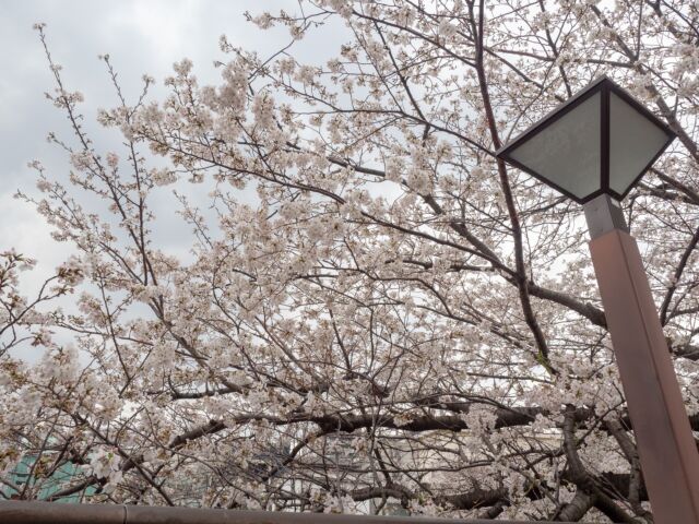 2025年の目黒川桜は満開→連続雨の後撮影してきました
This year, in 2025 I took photos of Sakura at Meguro-River, Tokyo, Japan. later on continuous rain days.

#japanesesakura #sakura #meguro #meguroriver #cherryblossom #tokyo #桜 #目黒川 #サクラ #2025 #東京