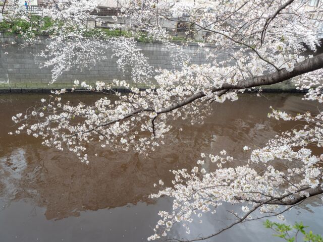 2025年の目黒川桜は満開→連続雨の後撮影してきました
This year, in 2025 I took photos of Sakura at Meguro-River, Tokyo, Japan. later on continuous rain days.

#japanesesakura #sakura #meguro #meguroriver #cherryblossom #tokyo #桜 #目黒川 #サクラ #2025 #東京