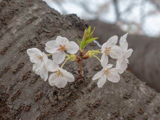 2025年の目黒川桜は満開→連続雨の後撮影してきました
This year, in 2025 I took photos of Sakura at Meguro-River, Tokyo, Japan. later on continuous rain days.

#japanesesakura #sakura #meguro #meguroriver #cherryblossom #tokyo #桜 #目黒川 #サクラ #2025 #東京