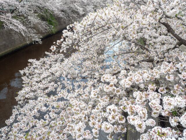 2025年の目黒川桜は満開→連続雨の後撮影してきました
This year, in 2025 I took photos of Sakura at Meguro-River, Tokyo, Japan. later on continuous rain days.

#japanesesakura #sakura #meguro #meguroriver #cherryblossom #tokyo #桜 #目黒川 #サクラ #2025 #東京