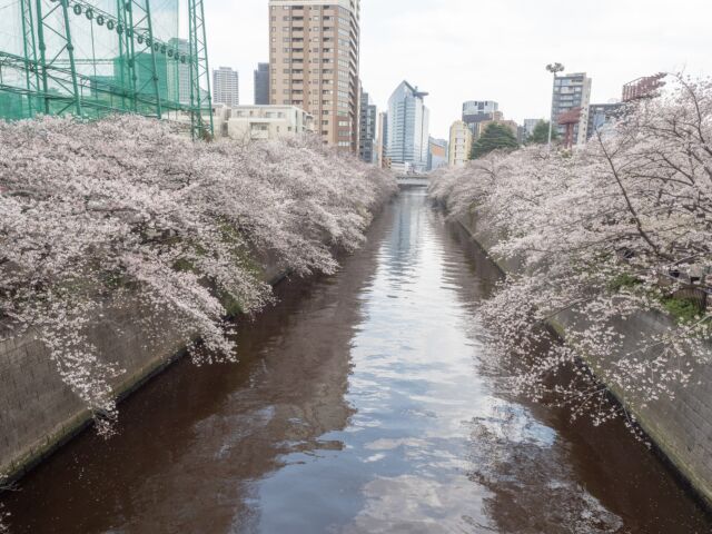 2025年の目黒川桜は満開→連続雨の後撮影してきました
This year, in 2025 I took photos of Sakura at Meguro-River, Tokyo, Japan. later on continuous rain days.

#japanesesakura #sakura #meguro #meguroriver #cherryblossom #tokyo #桜 #目黒川 #サクラ #2025 #東京