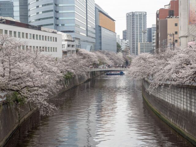 2025年の目黒川桜は満開→連続雨の後撮影してきました
This year, in 2025 I took photos of Sakura at Meguro-River, Tokyo, Japan. later on continuous rain days.

#japanesesakura #sakura #meguro #meguroriver #cherryblossom #tokyo #桜 #目黒川 #サクラ #2025 #東京