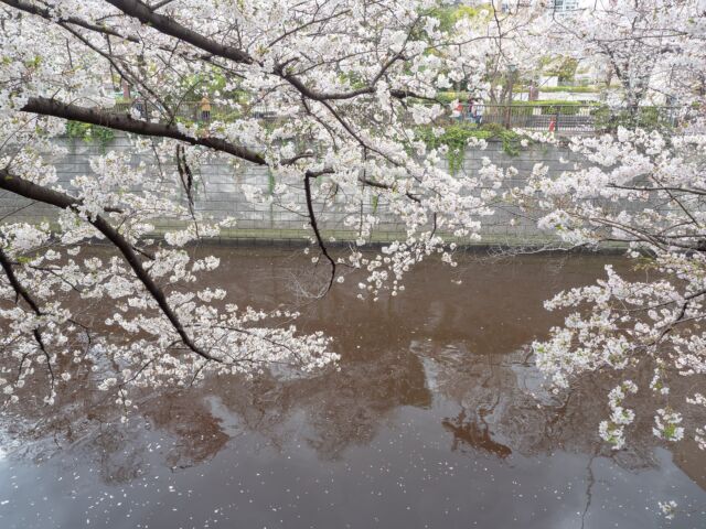 2025年の目黒川桜は満開→連続雨の後撮影してきました
This year, in 2025 I took photos of Sakura at Meguro-River, Tokyo, Japan. later on continuous rain days.

#japanesesakura #sakura #meguro #meguroriver #cherryblossom #tokyo #桜 #目黒川 #サクラ #2025 #東京